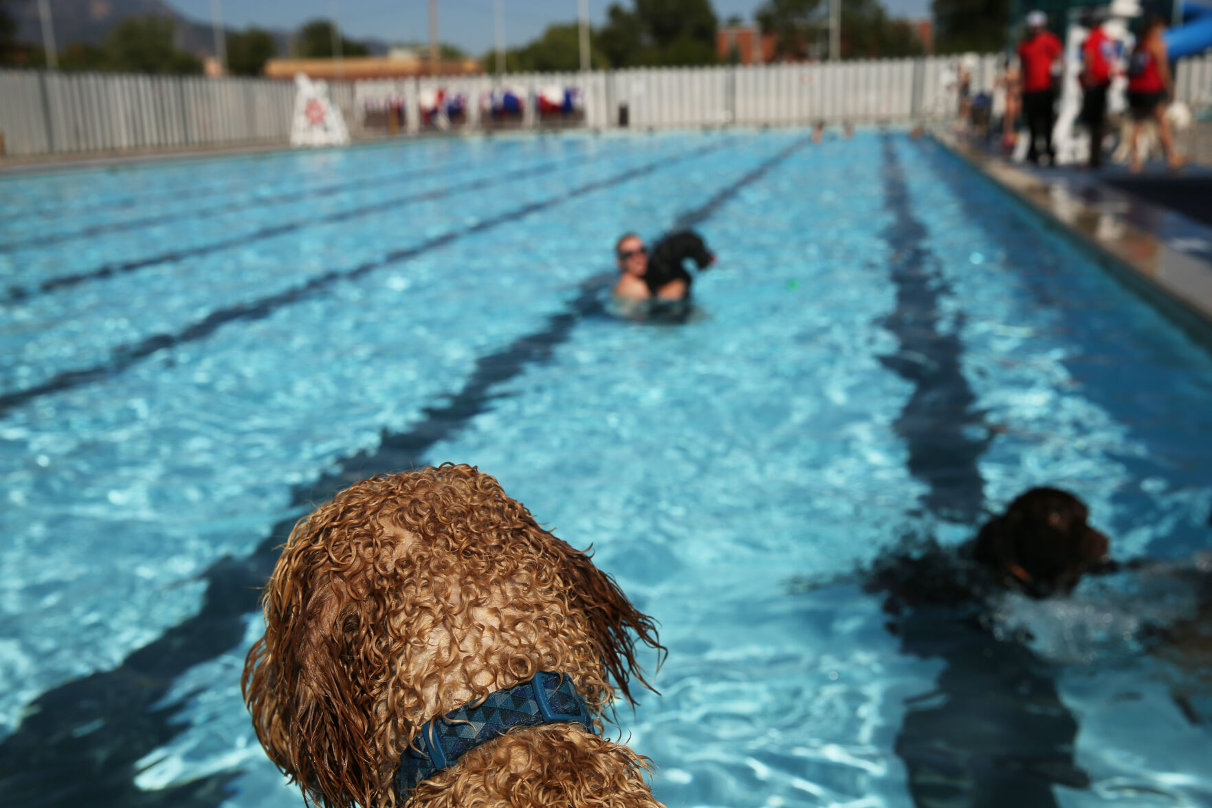 091320-news-dogsplash 28.jpg